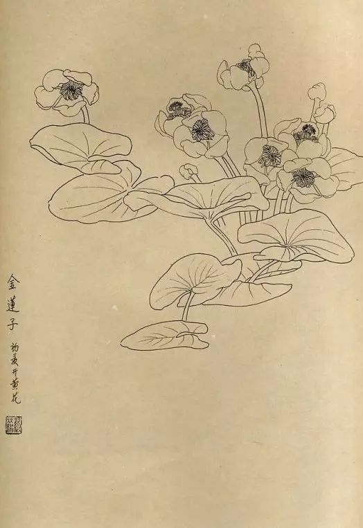 百花齐放，兰花、牵牛花、玫瑰花等，花卉白描图谱合集