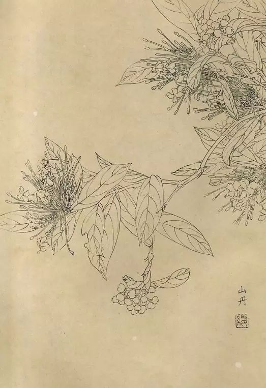 百花齐放，兰花、牵牛花、玫瑰花等，花卉白描图谱合集