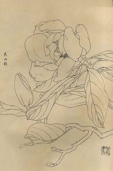 百花齐放，兰花、牵牛花、玫瑰花等，花卉白描图谱合集