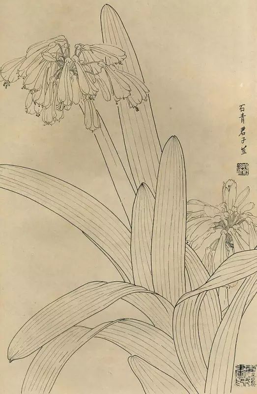 百花齐放，兰花、牵牛花、玫瑰花等，花卉白描图谱合集