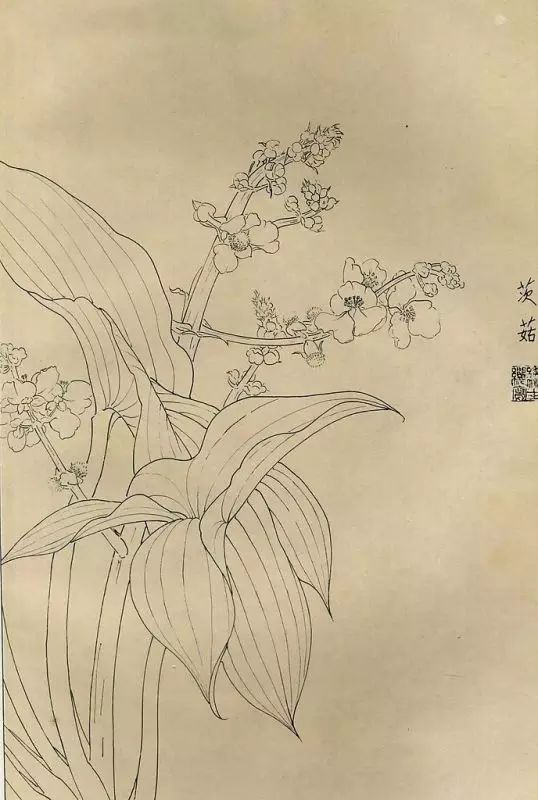 百花齐放，兰花、牵牛花、玫瑰花等，花卉白描图谱合集