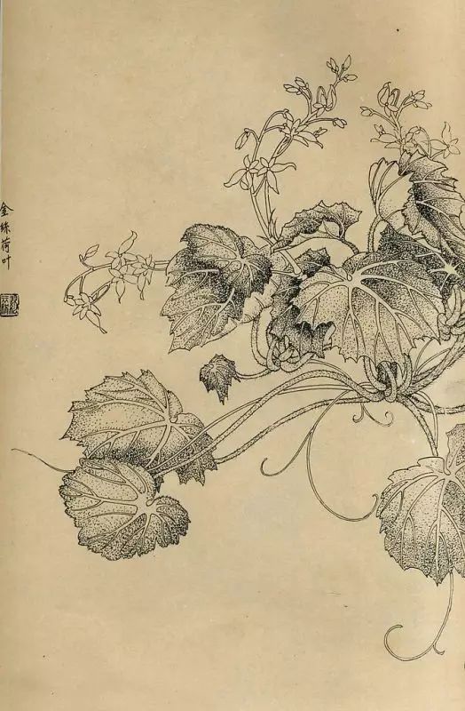 百花齐放，兰花、牵牛花、玫瑰花等，花卉白描图谱合集