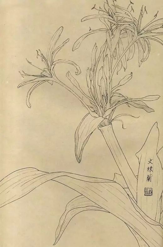 百花齐放，兰花、牵牛花、玫瑰花等，花卉白描图谱合集