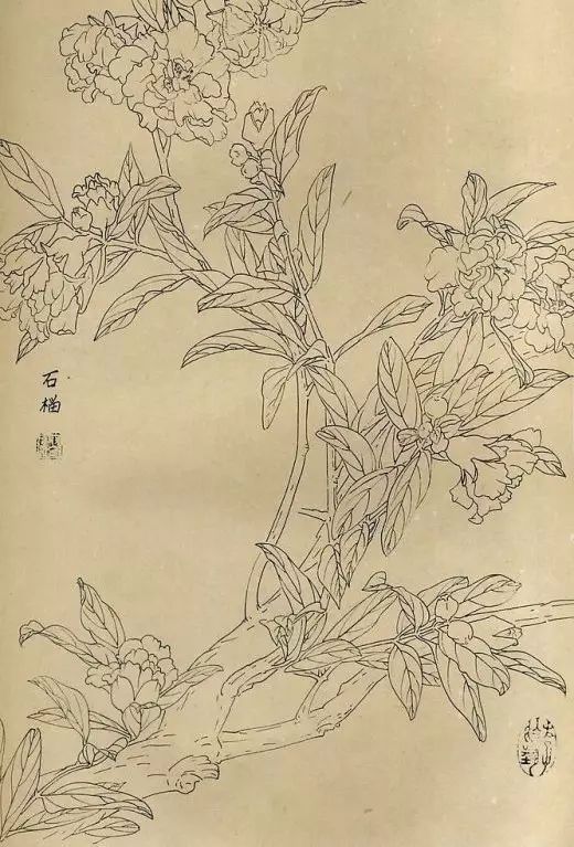 百花齐放，兰花、牵牛花、玫瑰花等，花卉白描图谱合集