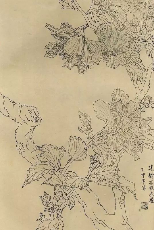 百花齐放，兰花、牵牛花、玫瑰花等，花卉白描图谱合集