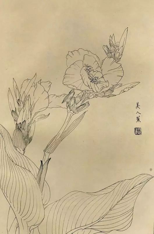 百花齐放，兰花、牵牛花、玫瑰花等，花卉白描图谱合集