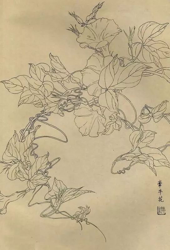 百花齐放，兰花、牵牛花、玫瑰花等，花卉白描图谱合集