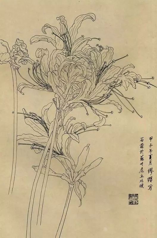 百花齐放，兰花、牵牛花、玫瑰花等，花卉白描图谱合集