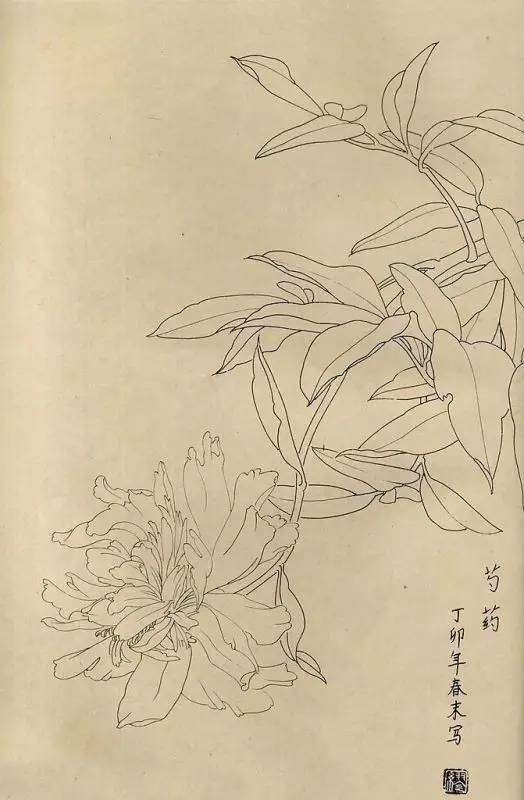 百花齐放，兰花、牵牛花、玫瑰花等，花卉白描图谱合集