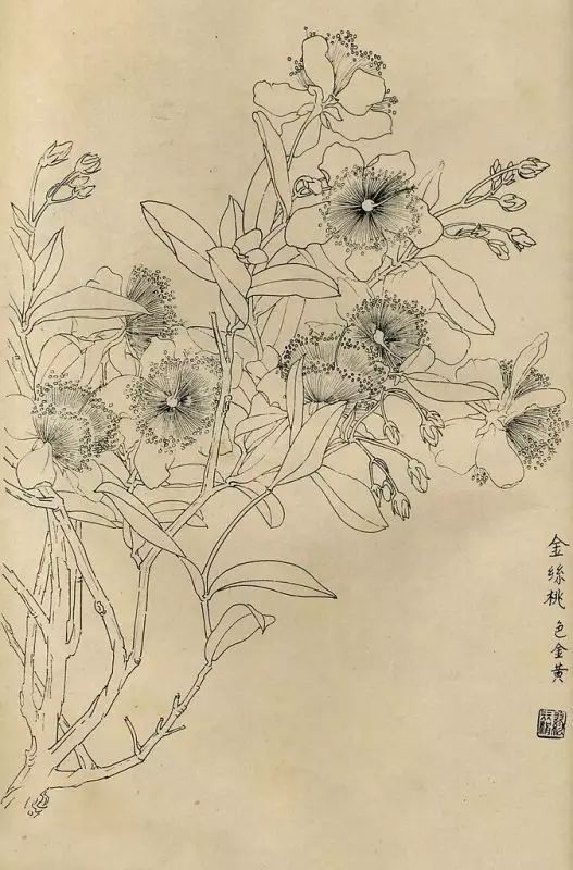 百花齐放，兰花、牵牛花、玫瑰花等，花卉白描图谱合集