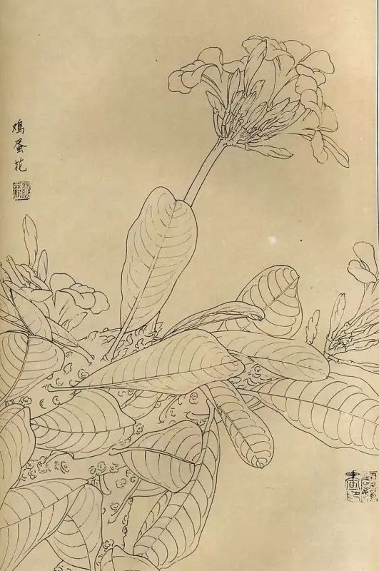 百花齐放，兰花、牵牛花、玫瑰花等，花卉白描图谱合集