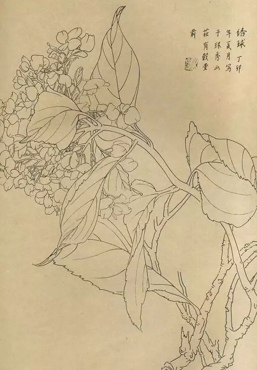 百花齐放，兰花、牵牛花、玫瑰花等，花卉白描图谱合集