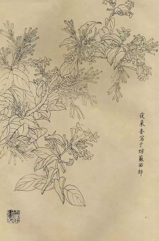 百花齐放，兰花、牵牛花、玫瑰花等，花卉白描图谱合集