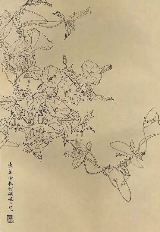 百花齐放，兰花、牵牛花、玫瑰花等，花卉白描图谱合集