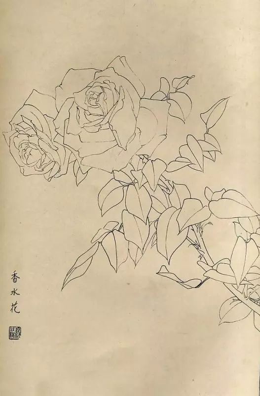 百花齐放，兰花、牵牛花、玫瑰花等，花卉白描图谱合集