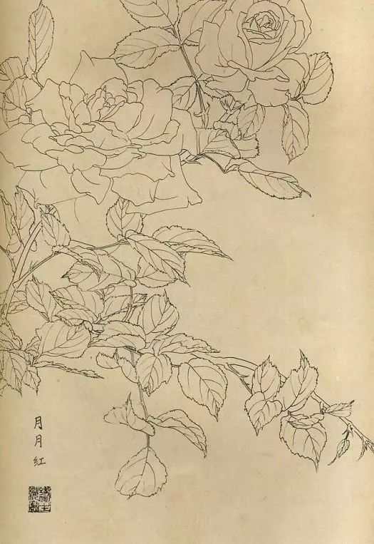 百花齐放，兰花、牵牛花、玫瑰花等，花卉白描图谱合集