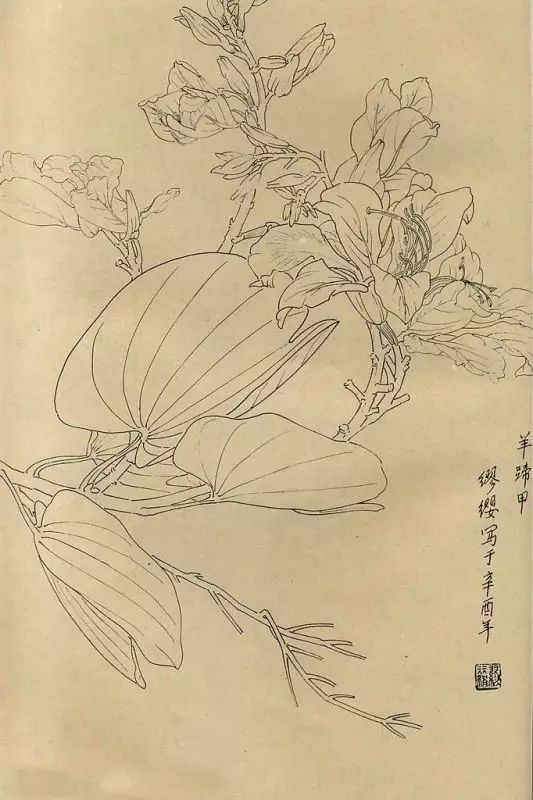 百花齐放，兰花、牵牛花、玫瑰花等，花卉白描图谱合集