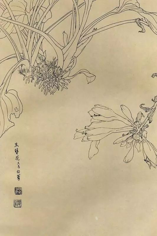 百花齐放，兰花、牵牛花、玫瑰花等，花卉白描图谱合集