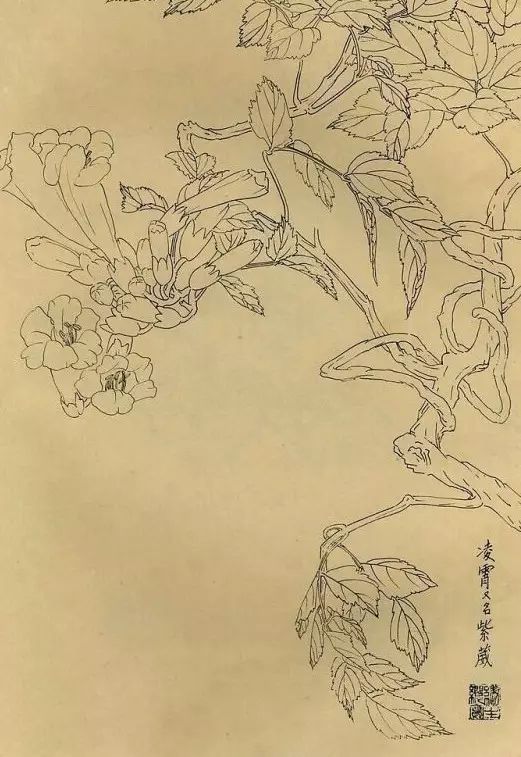 百花齐放，兰花、牵牛花、玫瑰花等，花卉白描图谱合集