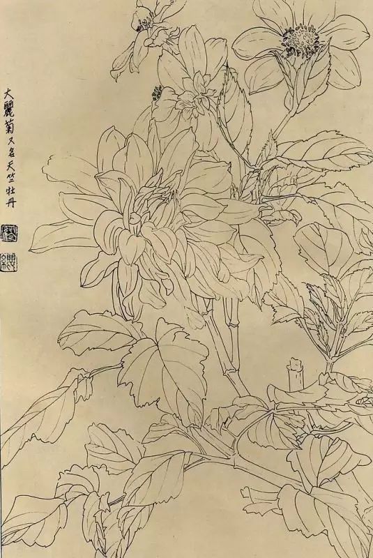 百花齐放，兰花、牵牛花、玫瑰花等，花卉白描图谱合集