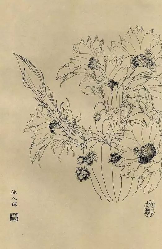 百花齐放，兰花、牵牛花、玫瑰花等，花卉白描图谱合集