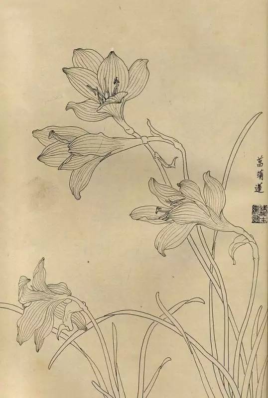 百花齐放，兰花、牵牛花、玫瑰花等，花卉白描图谱合集