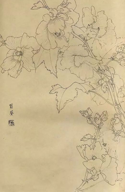 百花齐放，兰花、牵牛花、玫瑰花等，花卉白描图谱合集