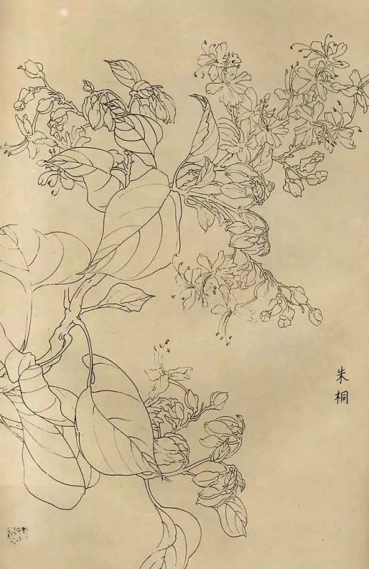 百花齐放，兰花、牵牛花、玫瑰花等，花卉白描图谱合集