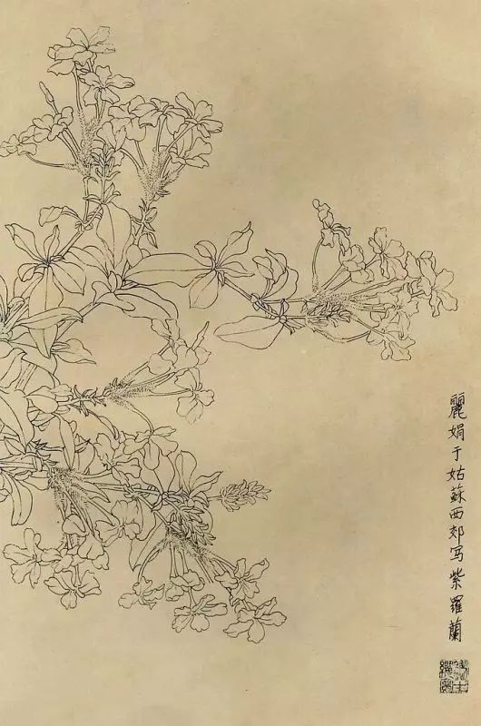 百花齐放，兰花、牵牛花、玫瑰花等，花卉白描图谱合集