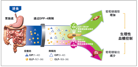 那个一周服用一次的降糖药物，有吹嘘地那么神吗？