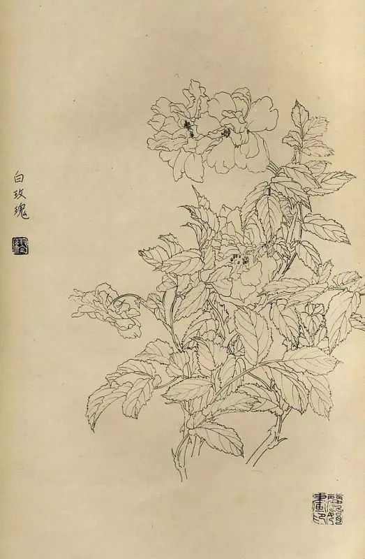 百花齐放，兰花、牵牛花、玫瑰花等，花卉白描图谱合集