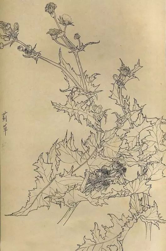 百花齐放，兰花、牵牛花、玫瑰花等，花卉白描图谱合集