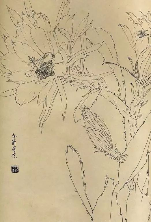 百花齐放，兰花、牵牛花、玫瑰花等，花卉白描图谱合集