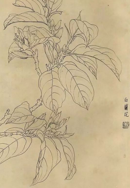 百花齐放，兰花、牵牛花、玫瑰花等，花卉白描图谱合集