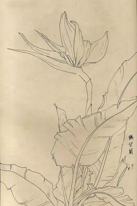 百花齐放，兰花、牵牛花、玫瑰花等，花卉白描图谱合集