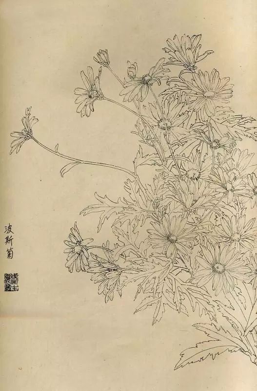 百花齐放，兰花、牵牛花、玫瑰花等，花卉白描图谱合集