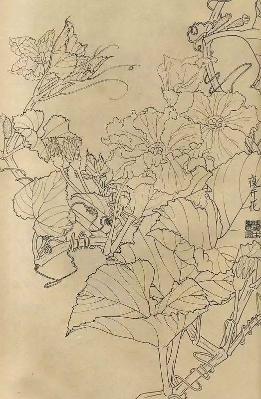 百花齐放，兰花、牵牛花、玫瑰花等，花卉白描图谱合集