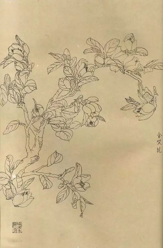 百花齐放，兰花、牵牛花、玫瑰花等，花卉白描图谱合集