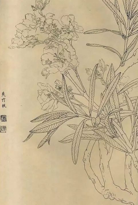 百花齐放，兰花、牵牛花、玫瑰花等，花卉白描图谱合集