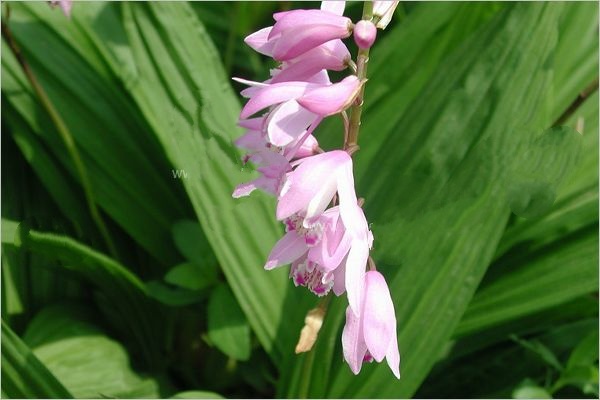 口舌总是生疮溃疡，别总用“上火”来敷衍！太医世家送来一方