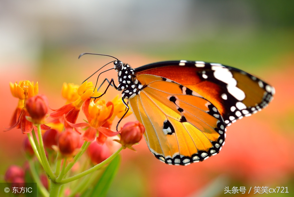 蝶恋花爱情箴言 爱情的私语，诗意的描红