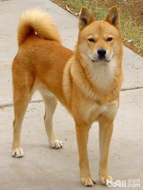 盘点6种长的最像狐狸的狗狗 有些太像了 傻傻分不清楚 天天看点
