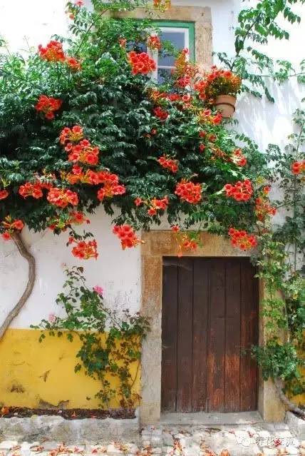 15种观赏性最好的攀援植物，再也不怕夏天了！