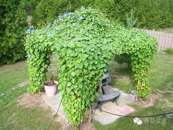15种观赏性最好的攀援植物，再也不怕夏天了！