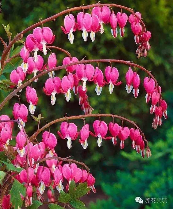 15种观赏性最好的攀援植物，再也不怕夏天了！