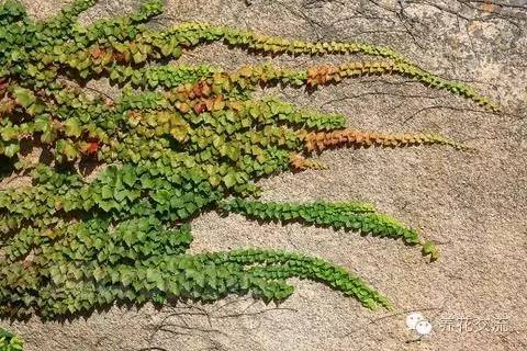 15种观赏性最好的攀援植物，再也不怕夏天了！