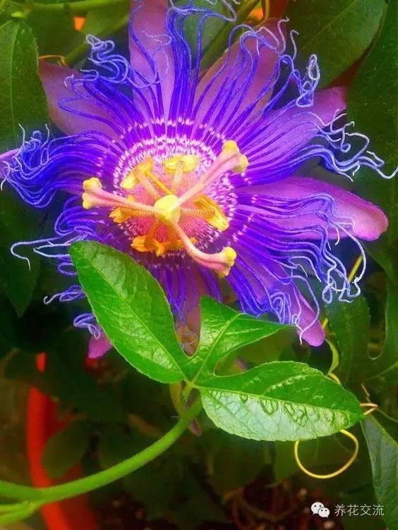 15种观赏性最好的攀援植物，再也不怕夏天了！