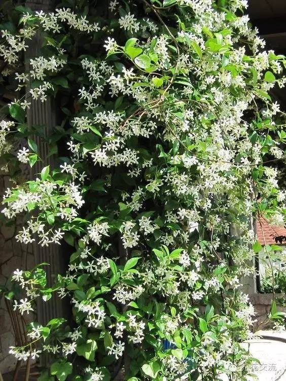 15种观赏性最好的攀援植物，再也不怕夏天了！