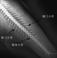 卡嗓子的“魚刺”你知道多少？丨原創(chuàng)