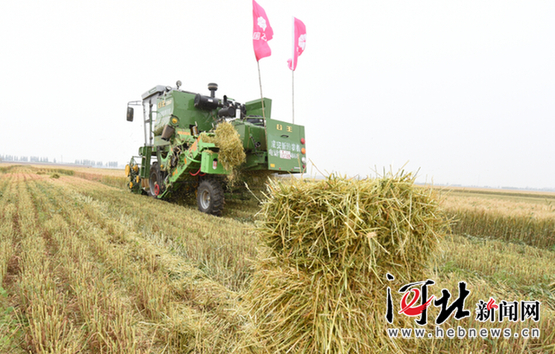 成安縣聯合收割機+小麥秸稈打捆機助力麥收：省時省力增收